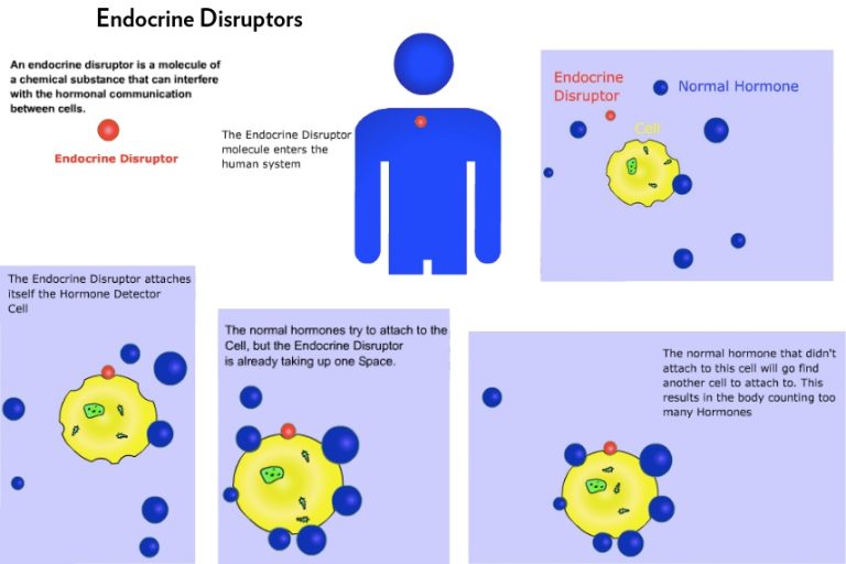 The Endocrine System & the Harms of Endocrine Disruptors Sprout SF